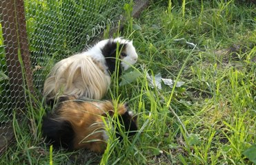 Unsere Meerschweinchen